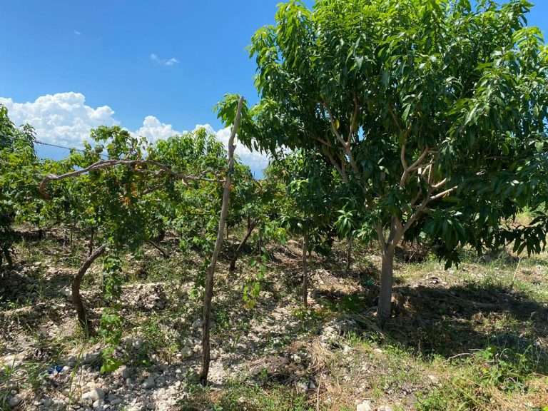 La garantía del derecho de propiedad, un incentivo para invertir en el sector inmobiliario dominicano