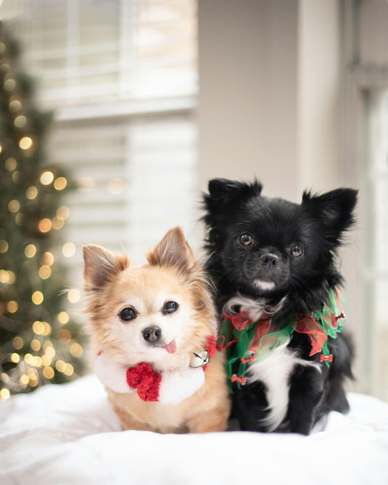 ¿Cómo protegerás a los perros del ruido en Año Nuevo?